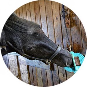 Bizzy Ball (Equine)