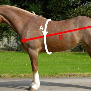 Equest 18.92mg/g Oral Gel for Horses & Ponies [active ingredient: Moxidectin] (POM-VPS)