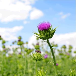 Hilton Herbs Milk Thistle Seed Tincture (Equine)