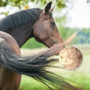 Supplement Solutions & Westgate Labs Pinworm Test Kit (Equine)